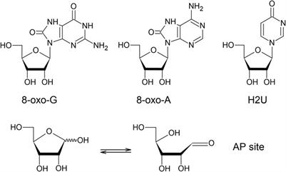 Oxidative Modifications of RNA and Its Potential Roles in Biosystem